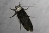 Endrosis sarcitrella