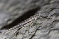 Ypsolopha mucronella