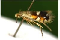 Coptodisca lucifluella