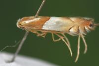 Phyllonorycter roboris