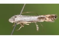 Lyonetia clerkella