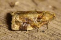 Archips xylosteana
