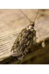 Hofmannophila pseudospretella