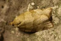 Pandemis cerasana