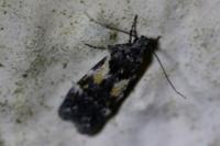 Teleiodes luculella