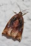 Archips podana