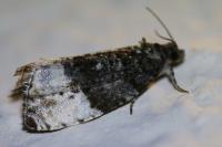 Hedya pruniana