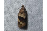 Syndemis musculana