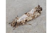 Morophaga choragella