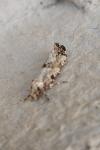 Morophaga choragella