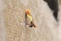 Caloptilia alchimiella