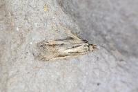 Mirificarma mulinella