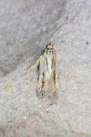 Mirificarma mulinella