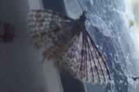 Alucita hexadactyla