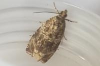 Celypha lacunana