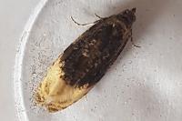 Hedya ochroleucana