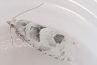 Epinotia bilunana