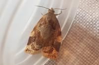 Archips xylosteana
