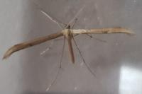 Emmelina monodactyla