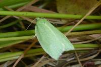 Tortrix viridana