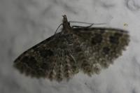 Alucita hexadactyla
