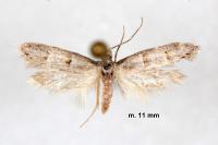 Symmocoides oxybiella