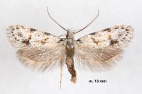 Symmoca signatella