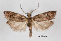 Acroclita subsequana