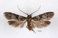Blastobasis glandulella