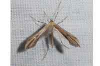 Emmelina monodactyla