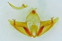 Depressaria douglasella