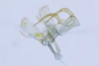 Paraswammerdamia albicapitella