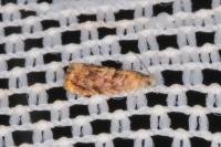 Grapholita janthinana