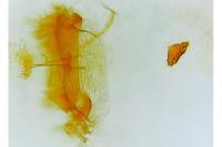 Depressaria douglasella