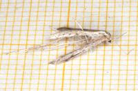 Agdistis satanas