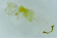 Caloptilia honoratella
