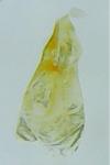Oxypteryx immaculatella
