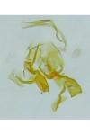 Oxypteryx immaculatella