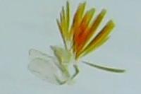Oxypteryx immaculatella