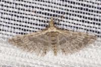 Alucita zonodactyla