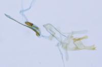 Alucita zonodactyla