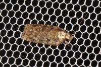Depressaria douglasella