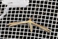 Merrifieldia malacodactyla