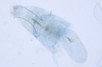 Merrifieldia malacodactyla