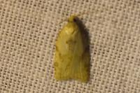 Acleris ferrugana/notana