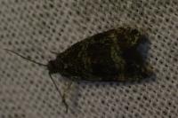 Celypha lacunana