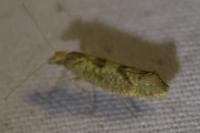Ypsolopha alpella