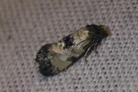 Neocochylis dubitana