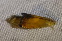 Pammene aurita