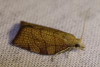 Pandemis corylana